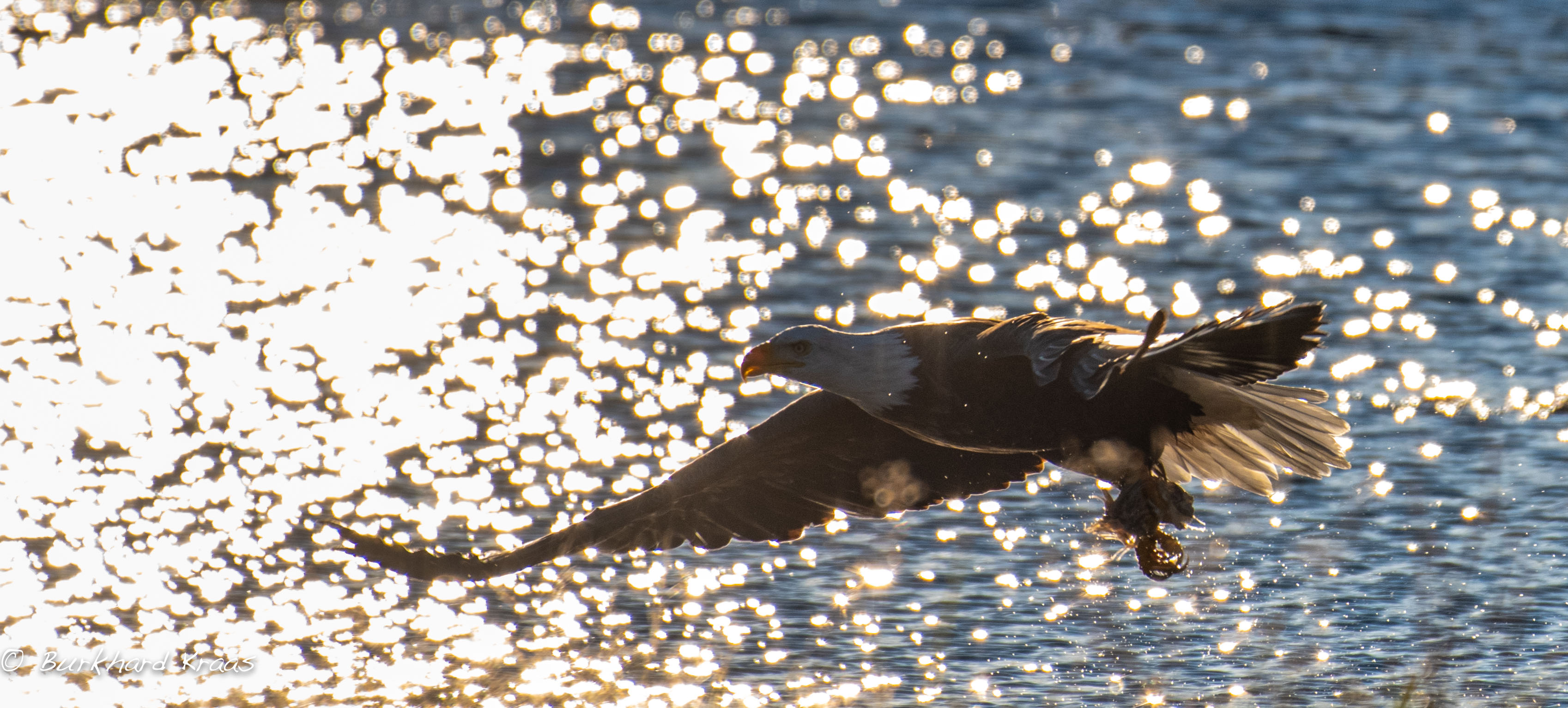 THE WORLD'S BIGGEST BALD EAGLE GATHERING
